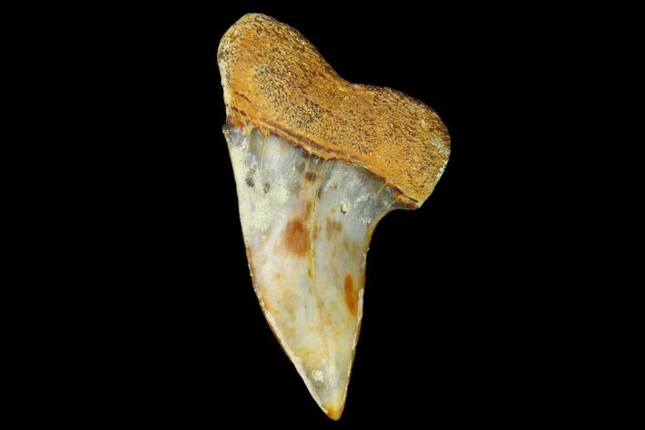 Colorful Mako/White Shark Tooth Fossil - Sharktooth Hill, CA #122686